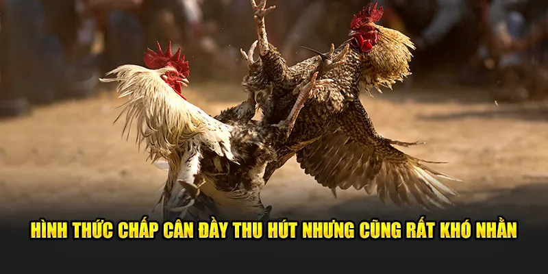 Hình thức chấp cân đầy thu hút nhưng cũng rất khó nhằn