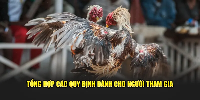 Tổng hợp các quy định dành cho người tham gia
